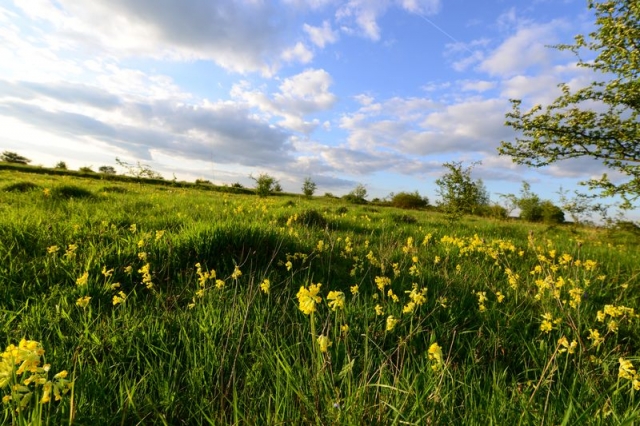 DSC 8091 LR Schluesselblumen