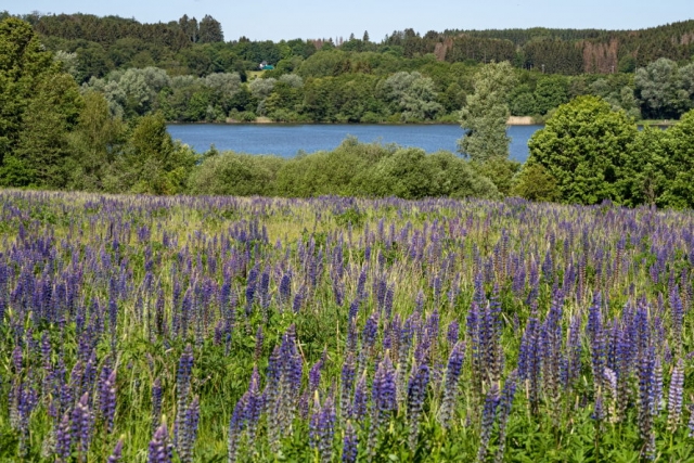 Lupinenfeld Wiesensee UweRose v1