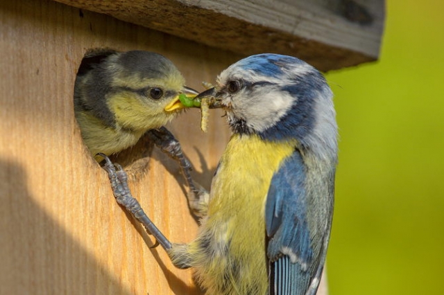 Blaumeise am Nistkasten NABU Rita Priemer v1