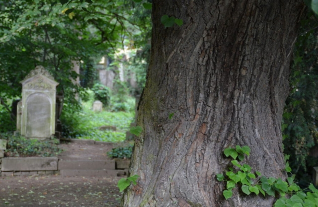 F Friedhof Baum Grab